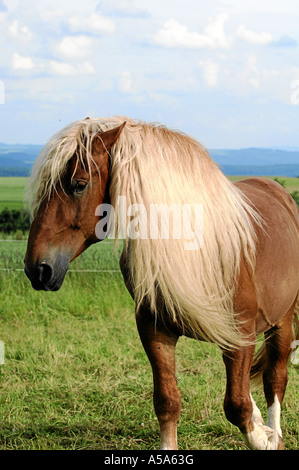 Ceca cavallo pesante coldblooded Tschechisches Kaltblutpferd Foto Stock