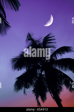 coconut palm trees at dusk with cresent moon Maldives Foto Stock