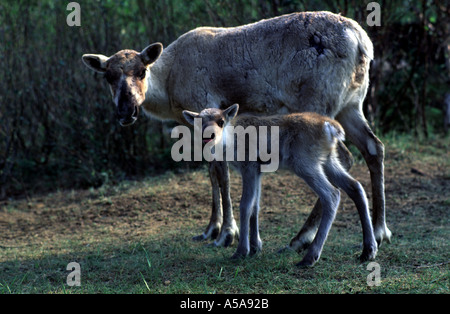 Madre Caribou Coffee Company con il suo vitello Foto Stock