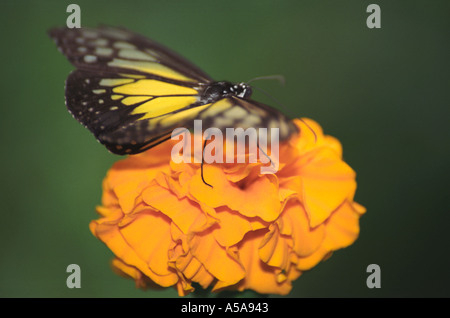 Close-up di una farfalla posata su di fiori esotici, Cameron Highlands, Malaysia Foto Stock