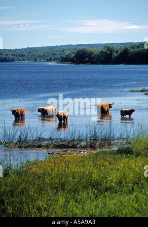 Fiume Saint John, Gagetown, New Brunswick, Canada Foto Stock