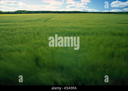 Campo di grano in primavera Foto Stock
