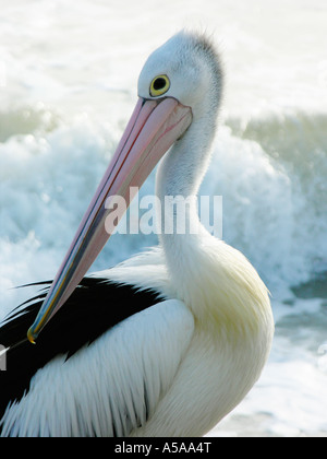 Australian pelican Pelecanus conspicillatus retroilluminato ritratto Foto Stock