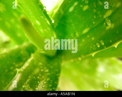 Aloe vera punta di piante con gocce d'acqua Foto Stock