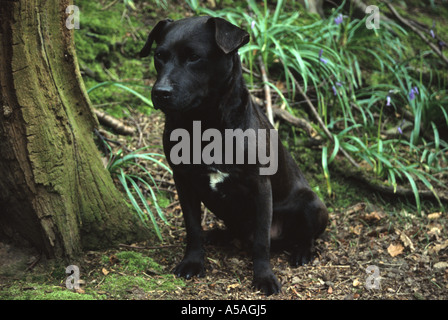 Patterdale Terrier seduta in legno Foto Stock