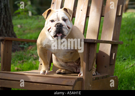 Femmina Bulldog inglese seduto nella sedia di legno Foto Stock