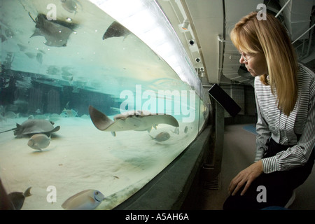 Donna raggi di visualizzazione nel serbatoio al Florida Aquarium Tampa FL Foto Stock