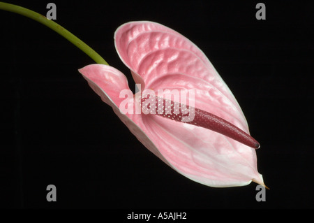 Rosa fiore Anthurium contro uno sfondo nero Foto Stock