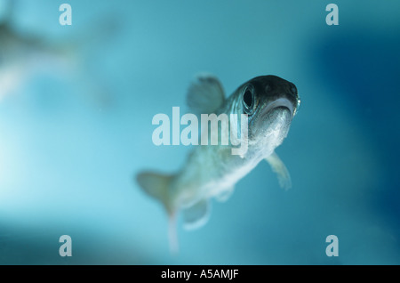 Steelhead giovani salmoni del fiume Capilano Fish Hatchery North Vancouver British Columbia Foto Stock