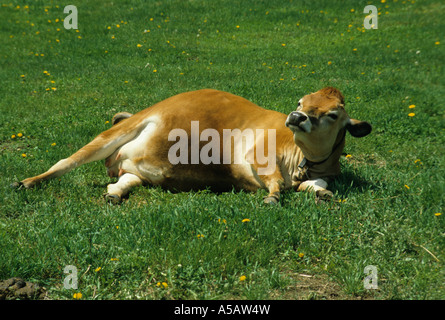 Mucca posa sul suo lato di oziare in erba verde campo Foto Stock