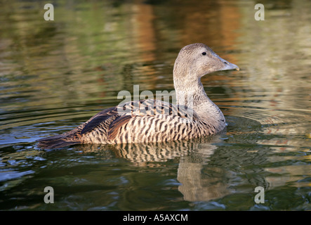 Eider Duck, Somateria mollissima, femmina Foto Stock