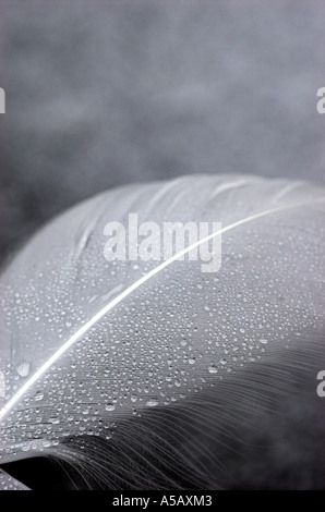 Close Up di piuma Foto Stock
