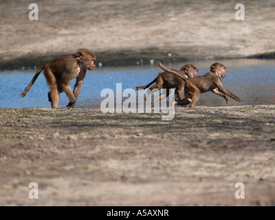 Coppia hamadryas baboon Papio Cyncocephalus a caccia di due piccoli di quelli giovani un comportamento naturale riproduzione dominante posizione dominante Foto Stock