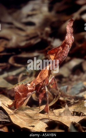 Ghost Mantis Mantid Phyllocrania paradoxa Foto Stock