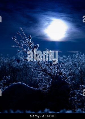 Chiaro di Luna con cristalli di ghiaccio sui rami di alberi , Lago Myvatn, Islanda Foto Stock