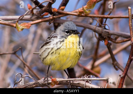 Kirtland Il trillo (Dendroica kirtlandii) Punto Pelée Parco Nazionale di Ontario, Foto Stock