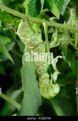 Avvisatore acustico di pomodoro Worm mangiare pianta di pomodoro Monduca insetto quinquemaculata New Jersey Foto Stock