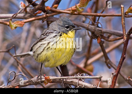 Kirtland Il trillo (Dendroica kirtlandii) Punto Pelée Parco Nazionale di Ontario, Foto Stock