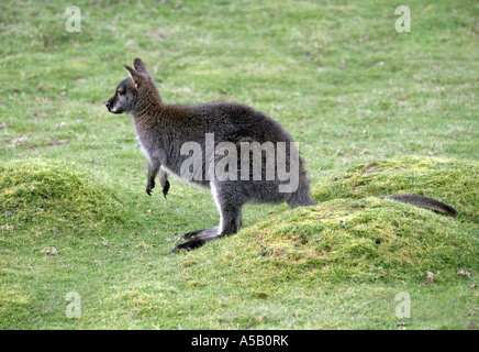 Collo rosso Wallaby o Bennetts Wallaby Macropus rufogrisseus Foto Stock