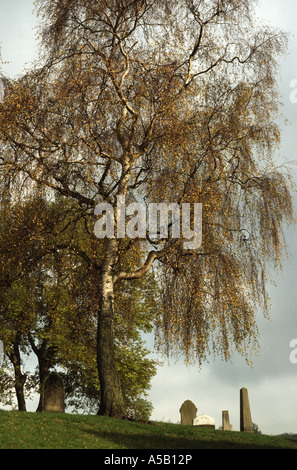 Tall old silver birch tree with tombstones underneath Foto Stock