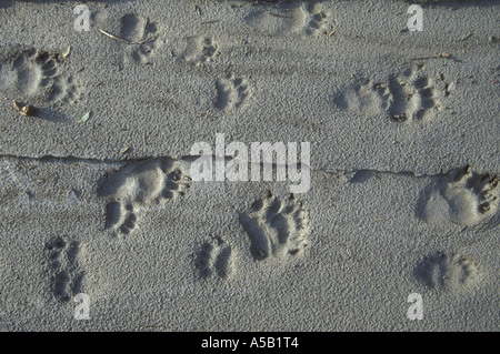 Orso grizzly vie Ursus arctos in sabbia lungo il fiume Alatna cancelli dell'Artico Parco Nazionale di Brooks Range Alaska Foto Stock