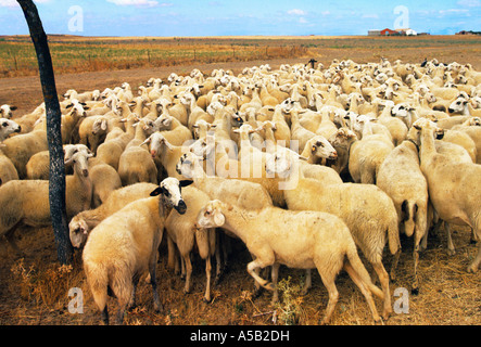 Europa Centro-Nord Spagna Palencia, Castiglia y Leon, allevamento ovino. Allevamento di un gregge di pecore attraverso la campagna. Foto Stock