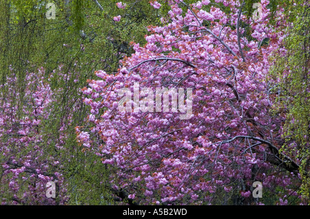 Fioritura ciliegi giapponesi, e pianto di betulle su Michigan Ave, Victoria British Columbia, Canada Foto Stock