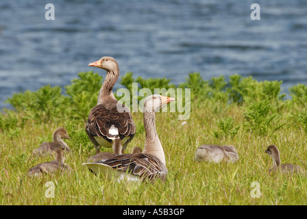 Coppia di oche Graylag custodire giovani goslings Foto Stock