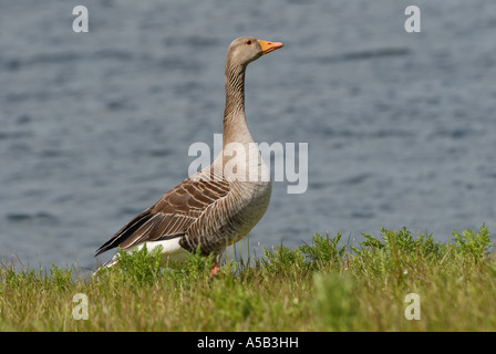 Oca Graylag un ritratto classico Foto Stock