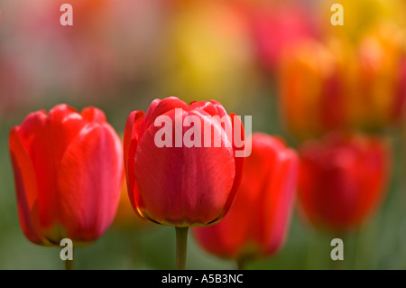Tulipani rossi che fiorisce in un giardino privato Leamington Ontario Foto Stock