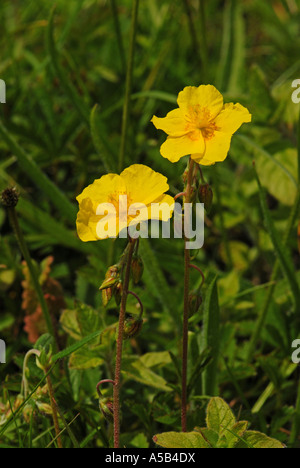 Comune fiori Rock-Rose Foto Stock