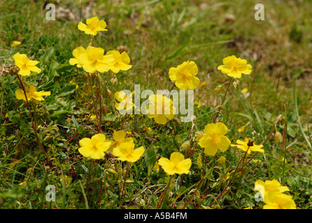 Rock-Rose comune fioritura in pascoli naturali habitat Foto Stock