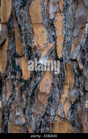 Foglie lunghe pine (Pinus palustris) Dettaglio modelli di corteccia. Hillsborough River State Park FL Foto Stock