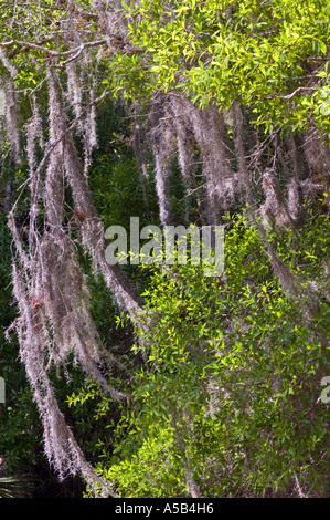 Alloro quercia (Quercus laurifolia) con muschio Spagnolo (Tillandsia usneoides). Myakka River State Park FL Foto Stock
