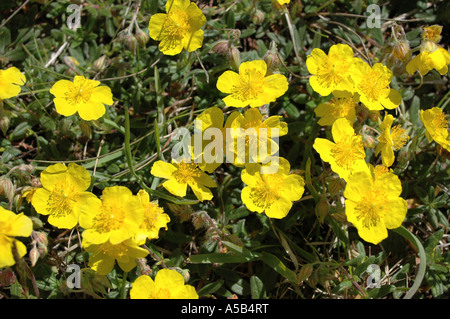 Comune fiori Rock-Rose Foto Stock