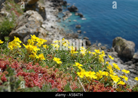 Comune fiori Rock-Rose affacciato sul mare Foto Stock