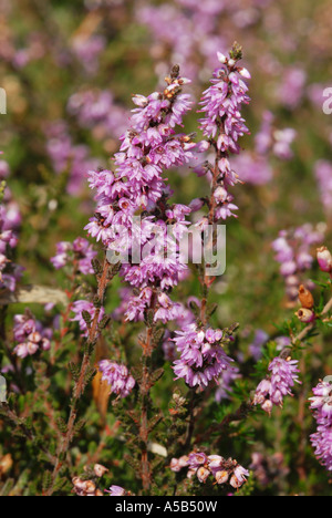 Heather in close up Foto Stock