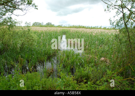 Una palude con Reedmace Foto Stock