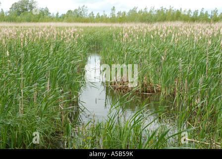 Una palude con Reedmace Foto Stock