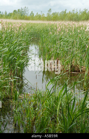 Una palude con Reedmace Foto Stock