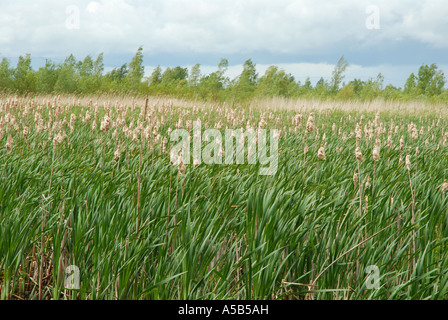 Massa di Reedmace nella palude Foto Stock