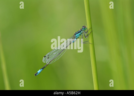 Esemplare perfetto di un maschio blu-tailed Damselfly Foto Stock