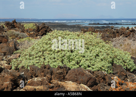 Una Euphorbia cespugli che crescono in roccia vulcanica sull isola di Lanzarote Costa Foto Stock