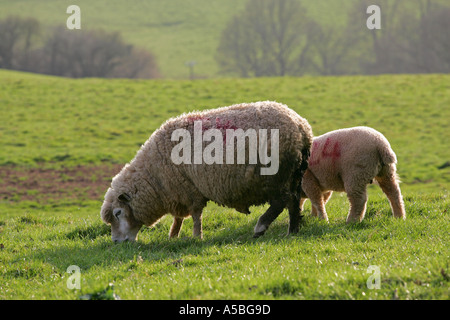 La madre gli ovini e i giovani a molla pascolo di agnello in un lussureggiante verde South Devon prato in una fattoria in Inghilterra UK GB Gran Bretagna Europa Foto Stock