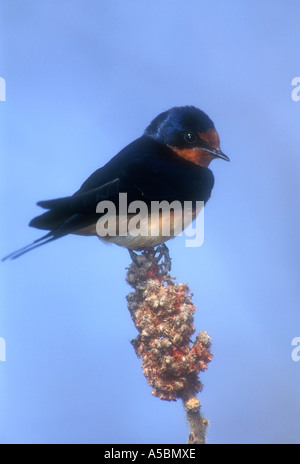 Barn swallow (Hirundo rustica) adulto in appoggio sulla struttura di sommacco vicino al sito di nido. Pt La Pelée National Park, Ontario, Foto Stock