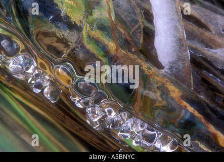 Dettaglio della formazione di ghiaccio sul verde e erba gialla sulla riva del torrente runoff maggiore Sudbury Ontario Foto Stock