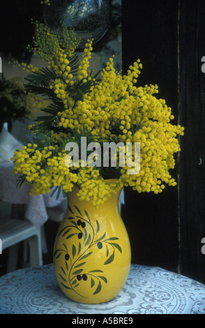 Il sud della Francia La mimosa in vaso Mandelieu La Napaule presso il festival di mimosa Foto Stock