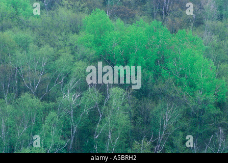 Foresta di primavera dal punto di vista scogliera sulla tazza e piattino Trail, Manitoulin Island Ontario Foto Stock