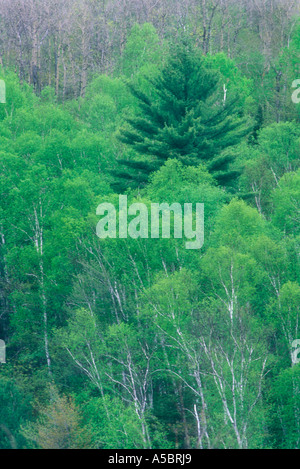 La molla di scena in Ontario del nord, maggiore Sudbury Ontario Foto Stock