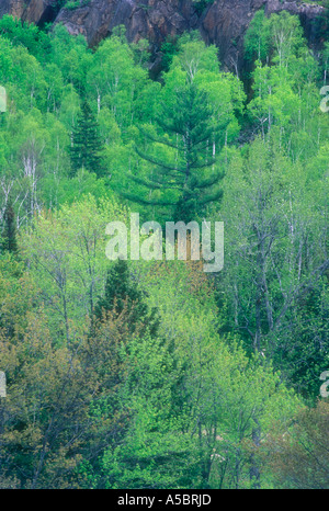 Il fogliame emergenti su alberi di Aspen con il bianco di abete e pino canadese sulla cresta di schermo, maggiore Sudbury, Ontario, Canada Foto Stock